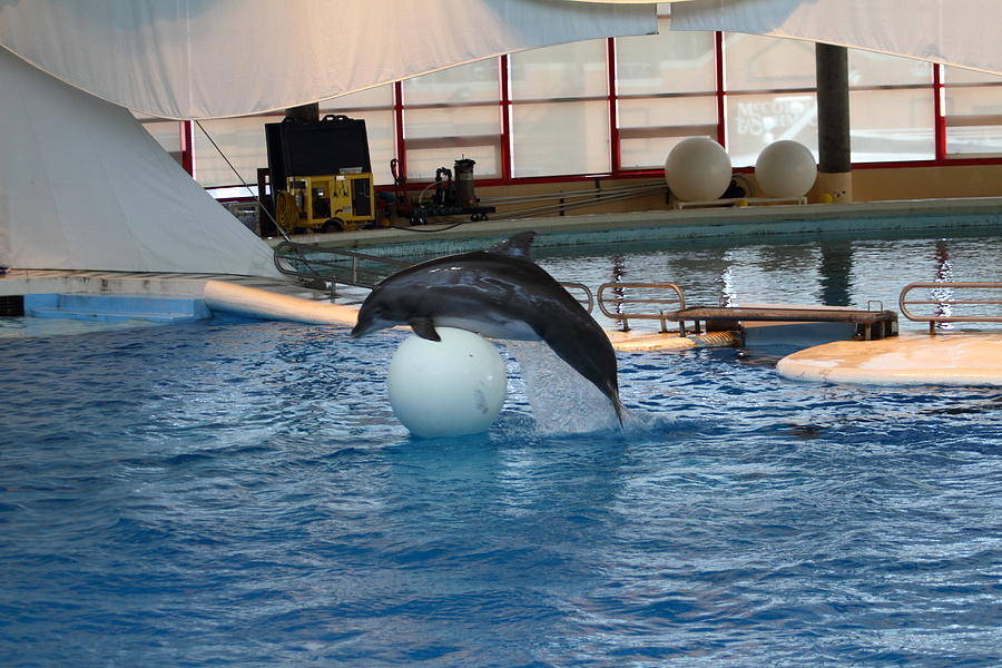 Baltimore Photograph - Dolphin Show - National Aquarium in Baltimore MD - 1212170 by DC Photographer