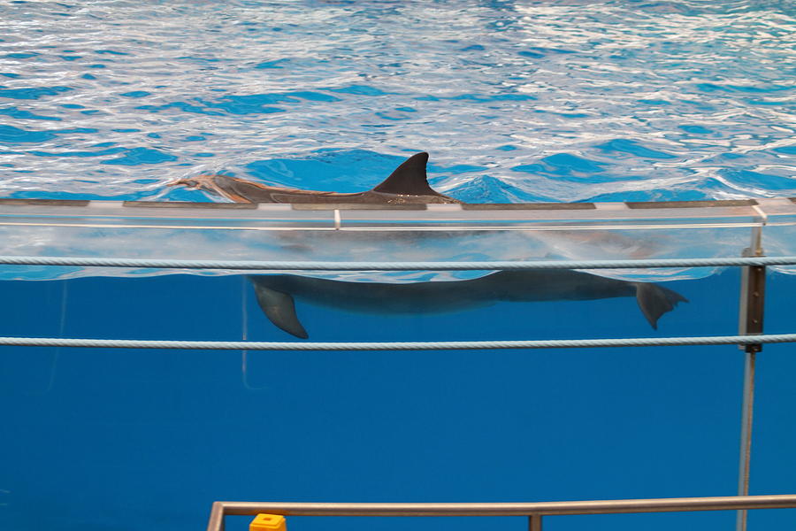 Baltimore Photograph - Dolphin Show - National Aquarium in Baltimore MD - 1212173 by DC Photographer
