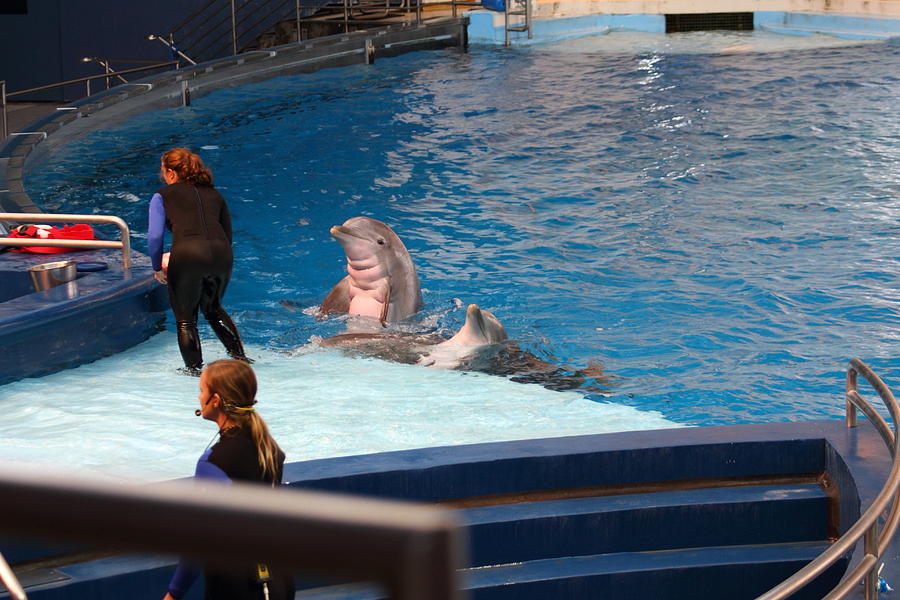 Baltimore Photograph - Dolphin Show - National Aquarium in Baltimore MD - 1212174 by DC Photographer