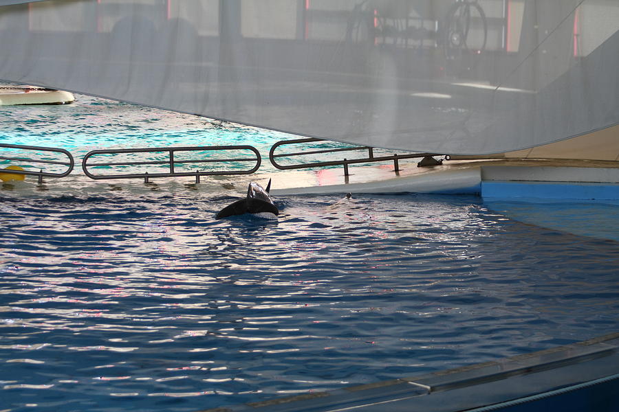 Baltimore Photograph - Dolphin Show - National Aquarium in Baltimore MD - 121218 by DC Photographer