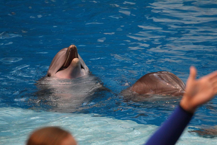 Baltimore Photograph - Dolphin Show - National Aquarium in Baltimore MD - 1212182 by DC Photographer