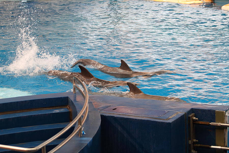 Baltimore Photograph - Dolphin Show - National Aquarium in Baltimore MD - 1212186 by DC Photographer