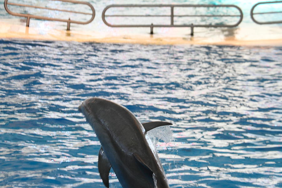 Baltimore Photograph - Dolphin Show - National Aquarium in Baltimore MD - 1212194 by DC Photographer