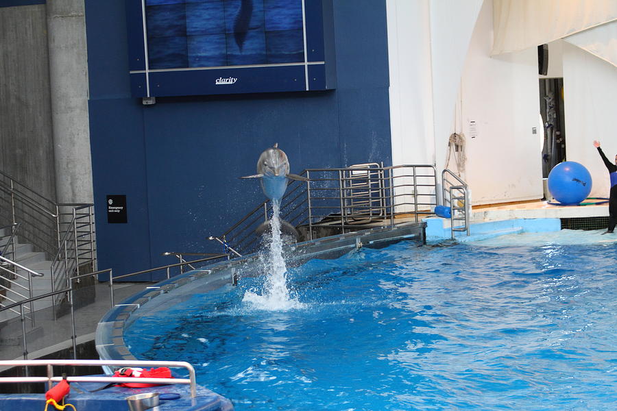 Baltimore Photograph - Dolphin Show - National Aquarium in Baltimore MD - 1212199 by DC Photographer