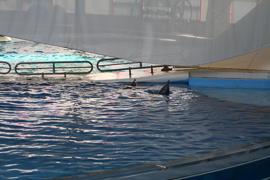 Dolphin Show - National Aquarium in Baltimore MD - 121220 Photograph by DC Photographer