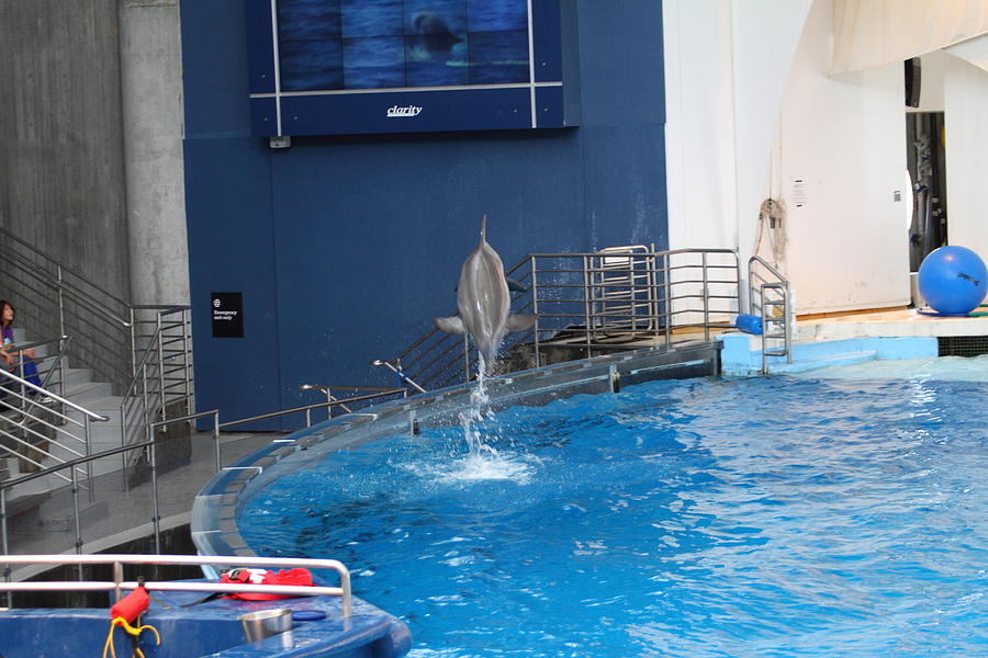 Baltimore Photograph - Dolphin Show - National Aquarium in Baltimore MD - 1212201 by DC Photographer