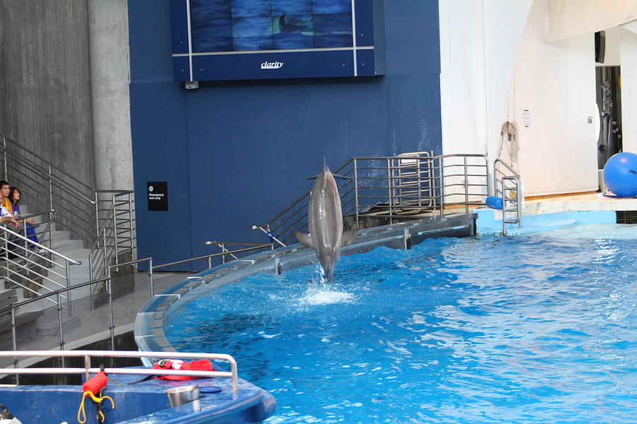 Baltimore Photograph - Dolphin Show - National Aquarium in Baltimore MD - 1212202 by DC Photographer
