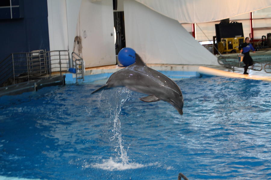 Baltimore Photograph - Dolphin Show - National Aquarium in Baltimore MD - 1212205 by DC Photographer