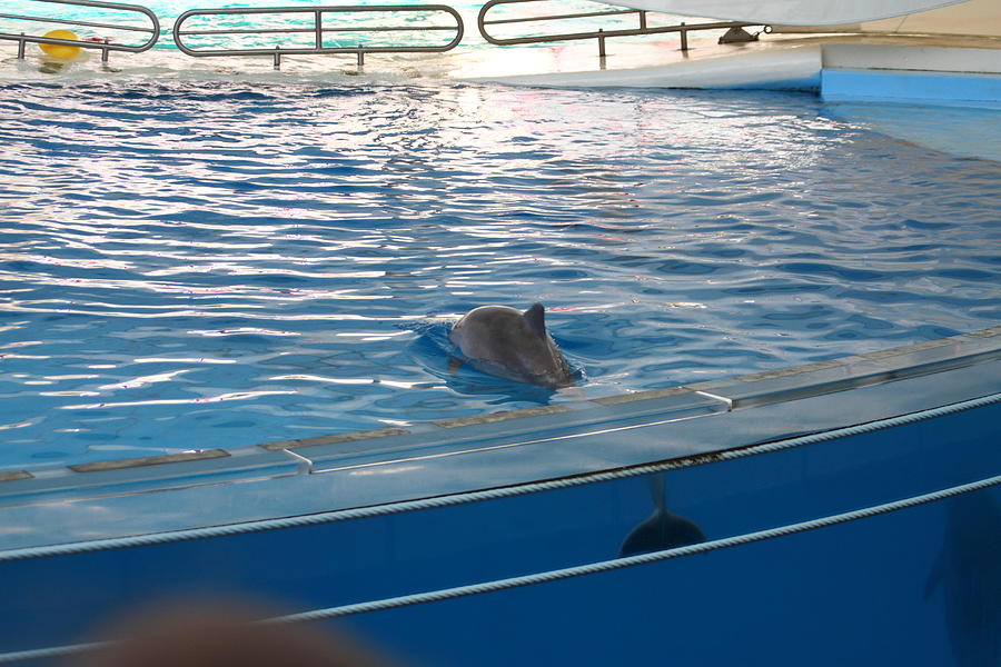 Dolphin Show - National Aquarium in Baltimore MD - 121221 Photograph by DC Photographer