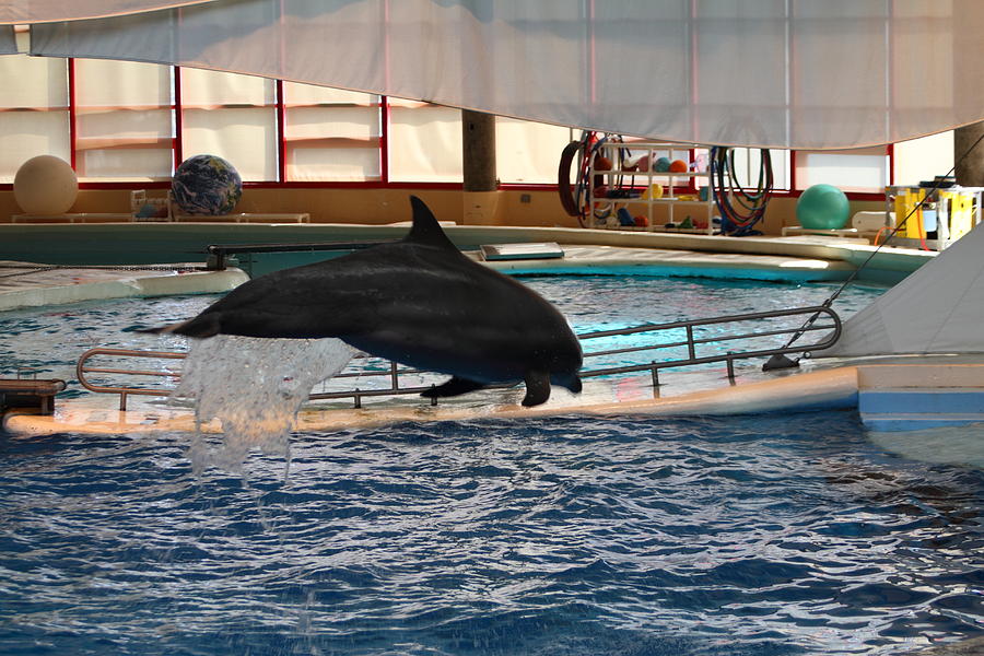 Dolphin Show - National Aquarium in Baltimore MD - 1212214 Photograph by DC Photographer