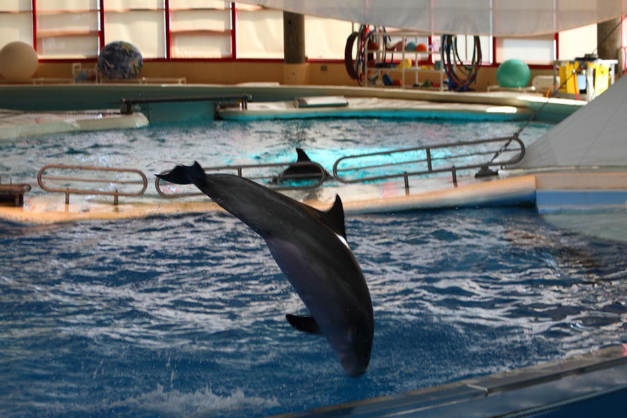 Baltimore Photograph - Dolphin Show - National Aquarium in Baltimore MD - 1212216 by DC Photographer