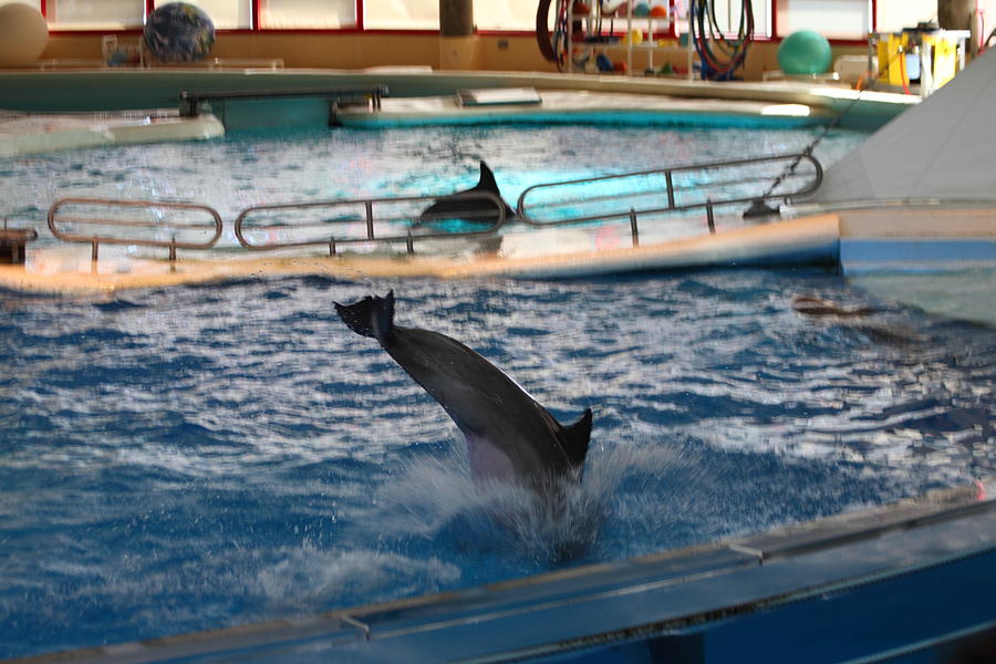 Baltimore Photograph - Dolphin Show - National Aquarium in Baltimore MD - 1212217 by DC Photographer