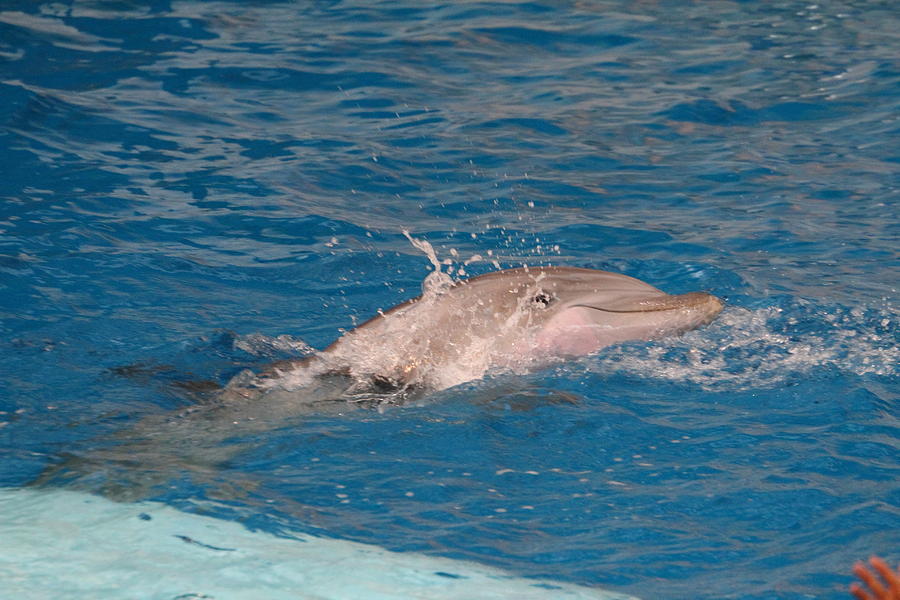 Baltimore Photograph - Dolphin Show - National Aquarium in Baltimore MD - 1212218 by DC Photographer