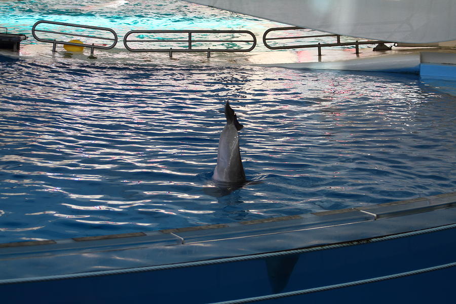 Baltimore Photograph - Dolphin Show - National Aquarium in Baltimore MD - 121222 by DC Photographer