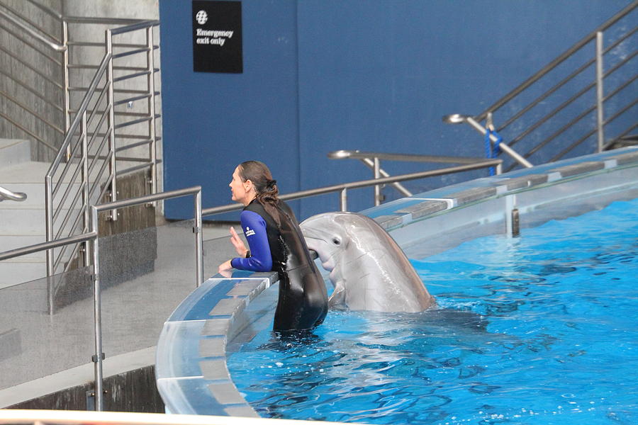 Dolphin Show - National Aquarium In Baltimore Md - 1212222 Photograph ...