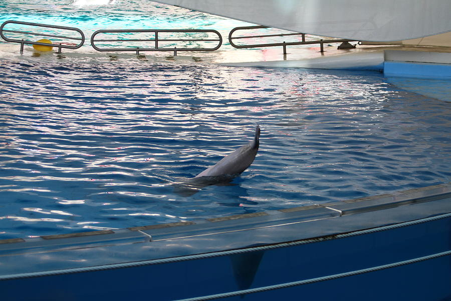 Baltimore Photograph - Dolphin Show - National Aquarium in Baltimore MD - 121223 by DC Photographer
