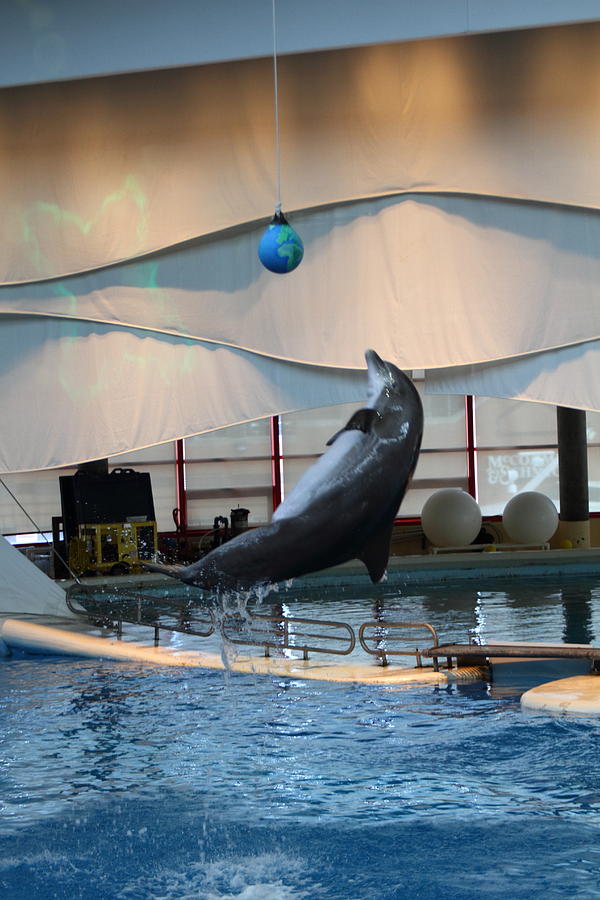 Baltimore Photograph - Dolphin Show - National Aquarium in Baltimore MD - 1212237 by DC Photographer