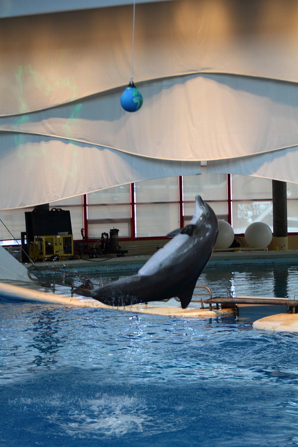 Baltimore Photograph - Dolphin Show - National Aquarium in Baltimore MD - 1212238 by DC Photographer