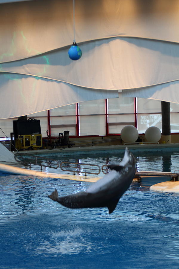 Baltimore Photograph - Dolphin Show - National Aquarium in Baltimore MD - 1212239 by DC Photographer