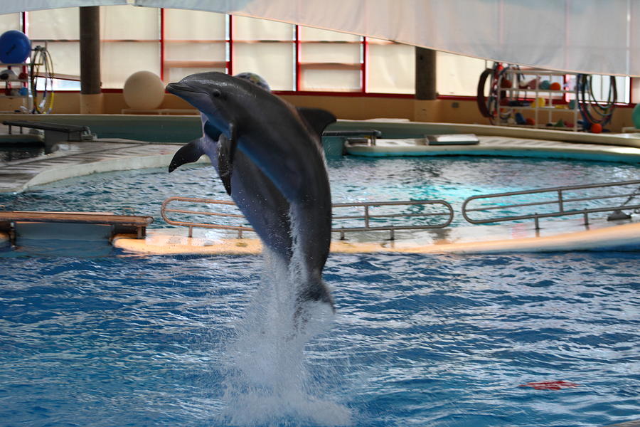 Dolphin Show National Aquarium In Baltimore Md 1212247 Photograph