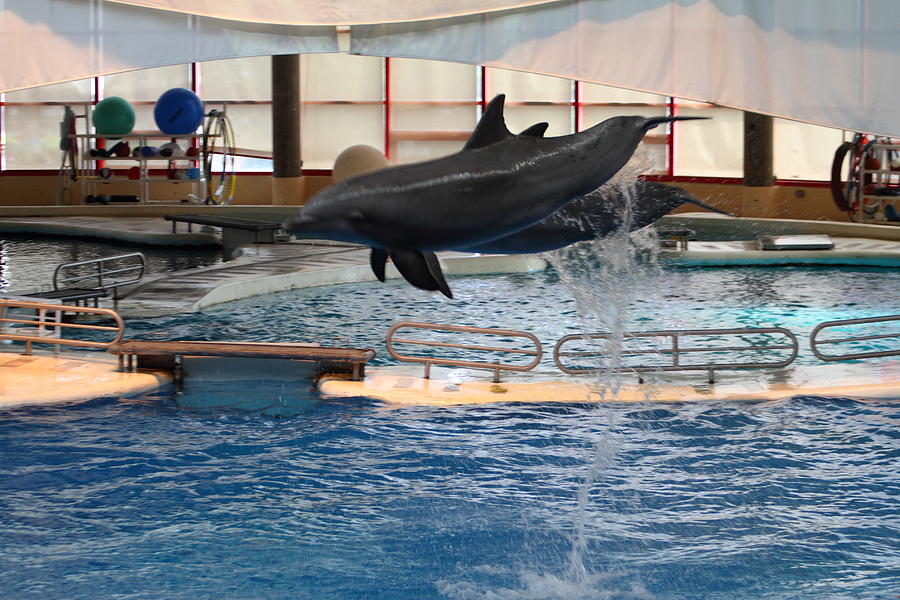 Baltimore Photograph - Dolphin Show - National Aquarium in Baltimore MD - 1212250 by DC Photographer