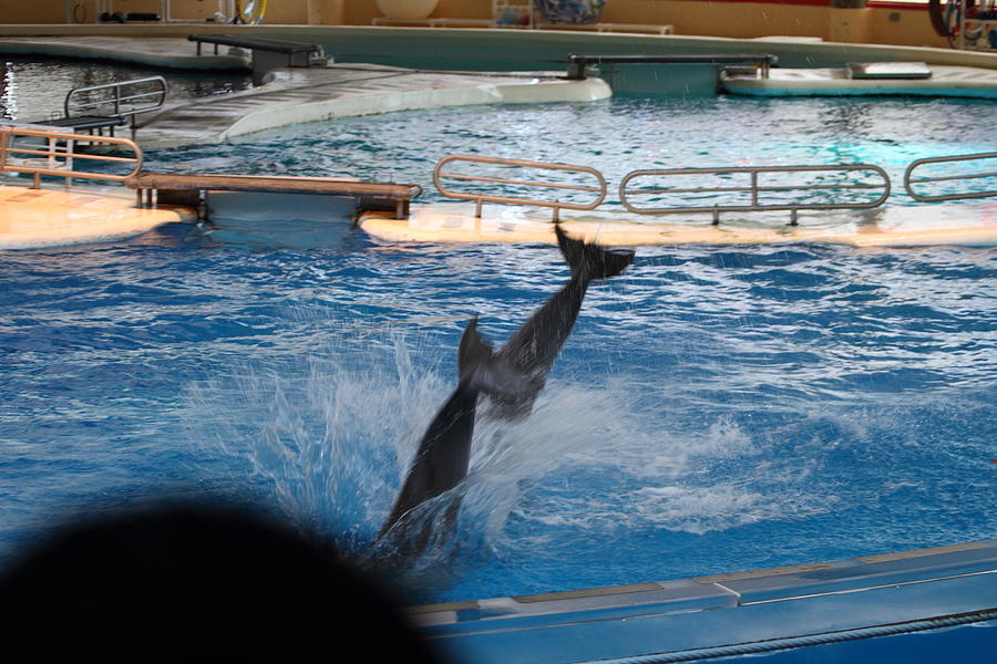 Dolphin Show National Aquarium In Baltimore Md 1212254 Photograph