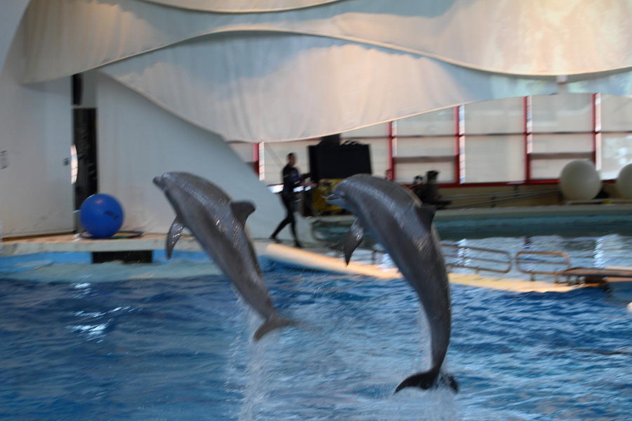 Baltimore Photograph - Dolphin Show - National Aquarium in Baltimore MD - 1212256 by DC Photographer