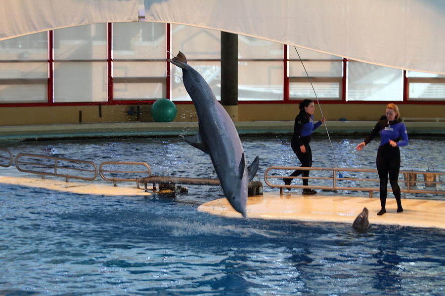 Baltimore Photograph - Dolphin Show - National Aquarium in Baltimore MD - 121226 by DC Photographer