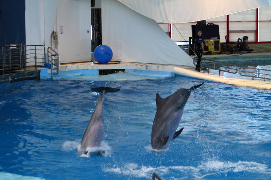 Baltimore Photograph - Dolphin Show - National Aquarium in Baltimore MD - 1212261 by DC Photographer