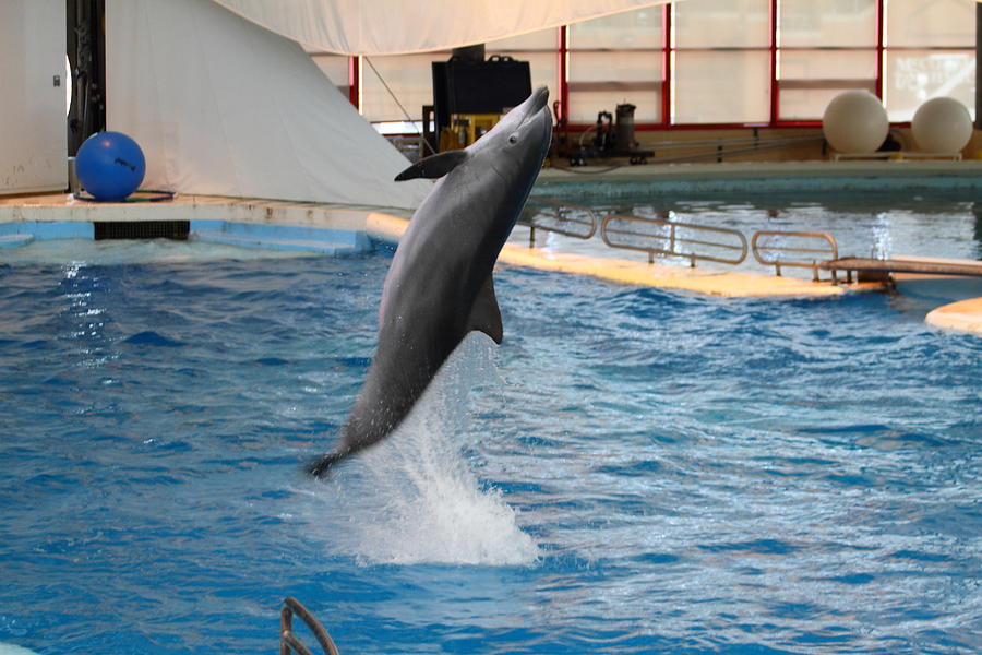 Baltimore Photograph - Dolphin Show - National Aquarium in Baltimore MD - 1212263 by DC Photographer