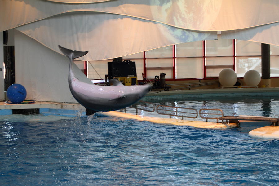 Baltimore Photograph - Dolphin Show - National Aquarium in Baltimore MD - 1212266 by DC Photographer