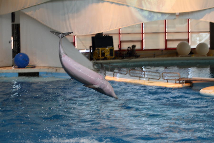 Baltimore Photograph - Dolphin Show - National Aquarium in Baltimore MD - 1212267 by DC Photographer