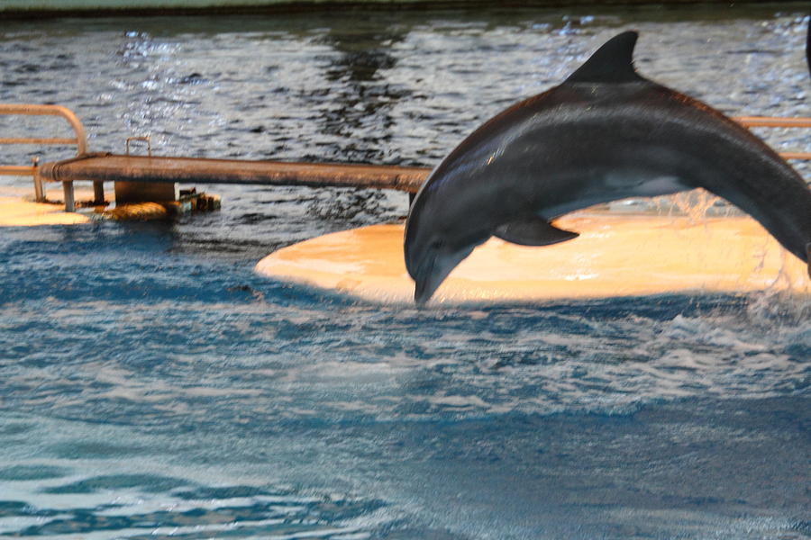 Dolphin Show - National Aquarium in Baltimore MD - 121227 Photograph by DC Photographer