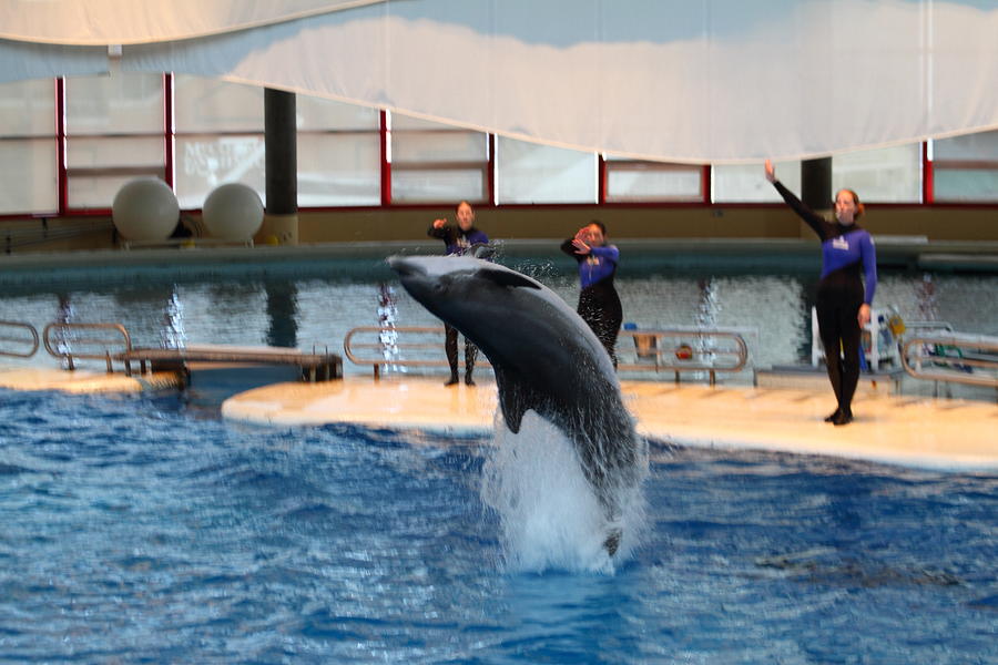 Baltimore Photograph - Dolphin Show - National Aquarium in Baltimore MD - 1212270 by DC Photographer
