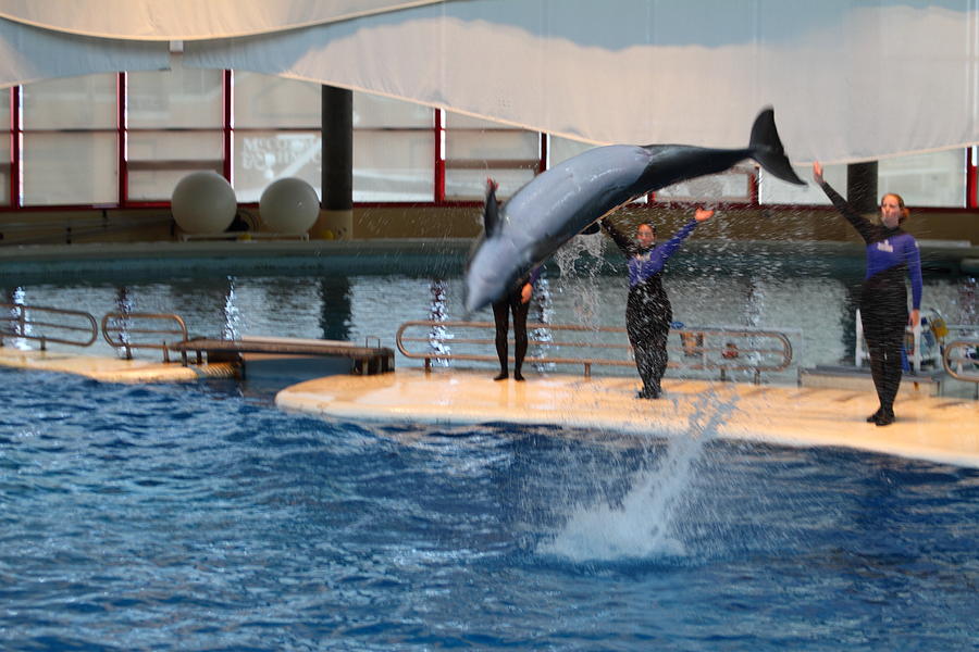 Dolphin Show - National Aquarium in Baltimore MD - 1212272 Photograph by DC Photographer