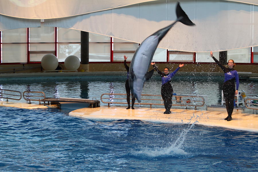 Baltimore Photograph - Dolphin Show - National Aquarium in Baltimore MD - 1212273 by DC Photographer