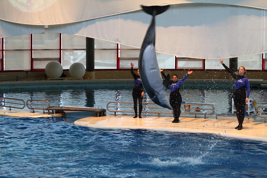Dolphin Show - National Aquarium in Baltimore MD - 1212274 Photograph by DC Photographer