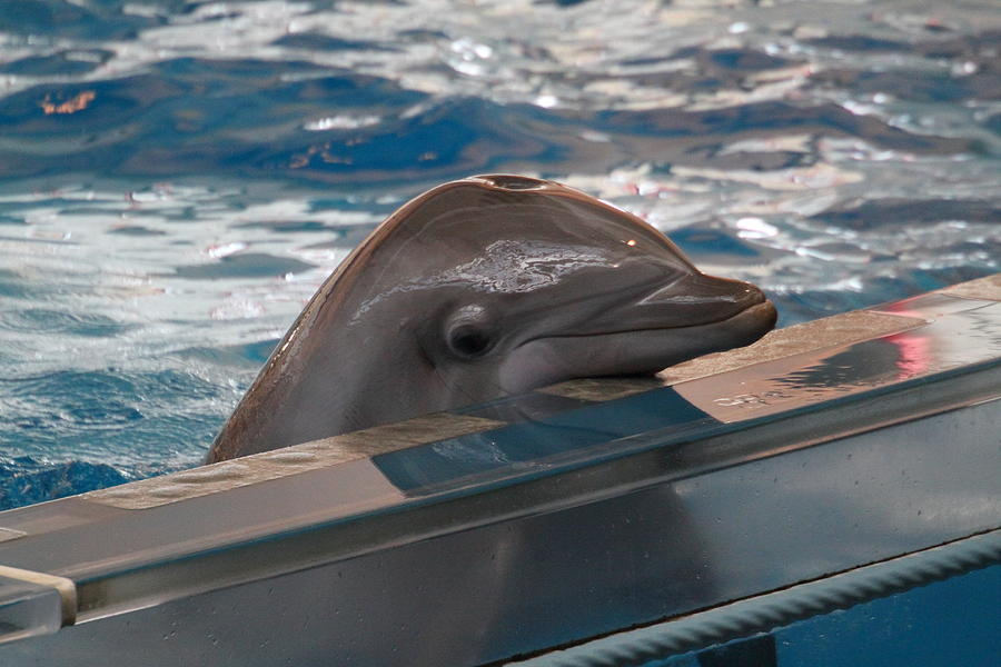 Dolphin Show - National Aquarium in Baltimore MD - 1212279 Photograph ...