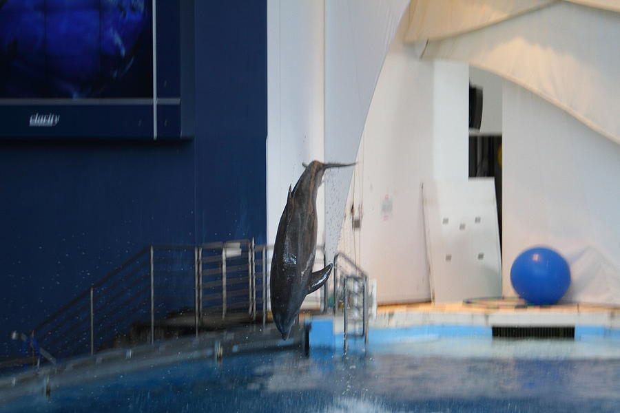 Dolphin Show - National Aquarium in Baltimore MD - 121228 Photograph by DC Photographer