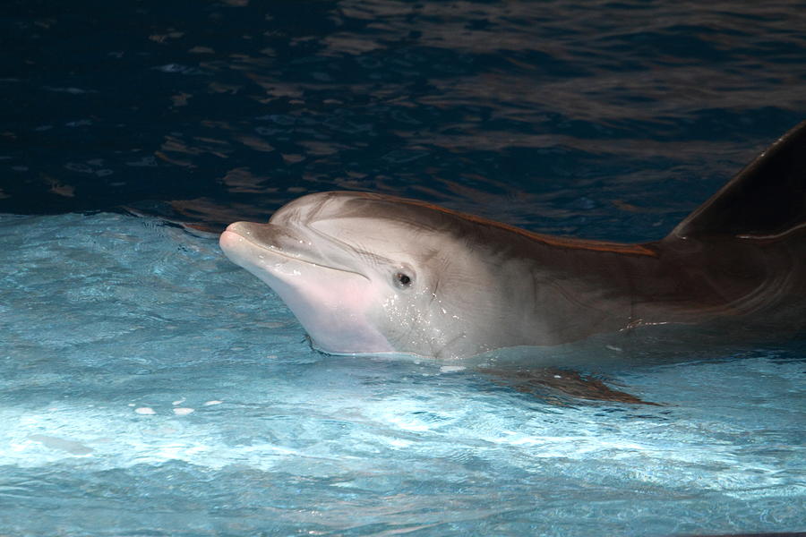 Baltimore Photograph - Dolphin Show - National Aquarium in Baltimore MD - 121232 by DC Photographer