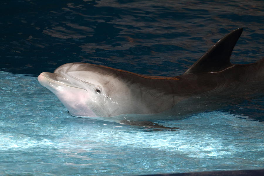 Baltimore Photograph - Dolphin Show - National Aquarium in Baltimore MD - 121233 by DC Photographer