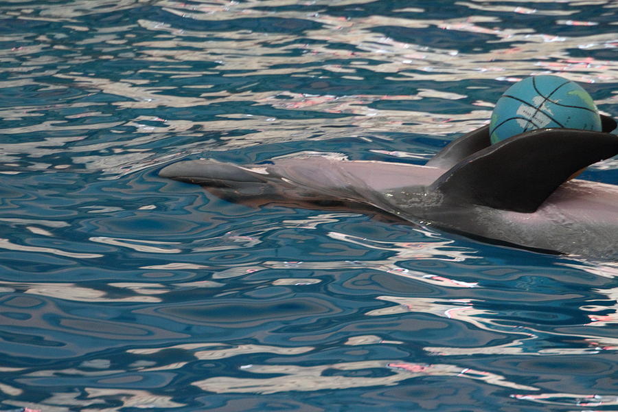 Dolphin Show - National Aquarium in Baltimore MD - 121235 Photograph by DC Photographer
