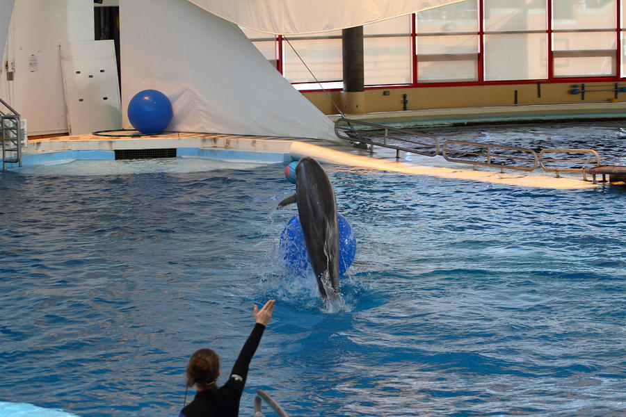 Baltimore Photograph - Dolphin Show - National Aquarium in Baltimore MD - 121239 by DC Photographer