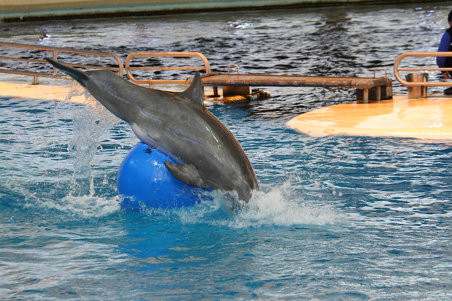 baltimore aquarium dolphin tour