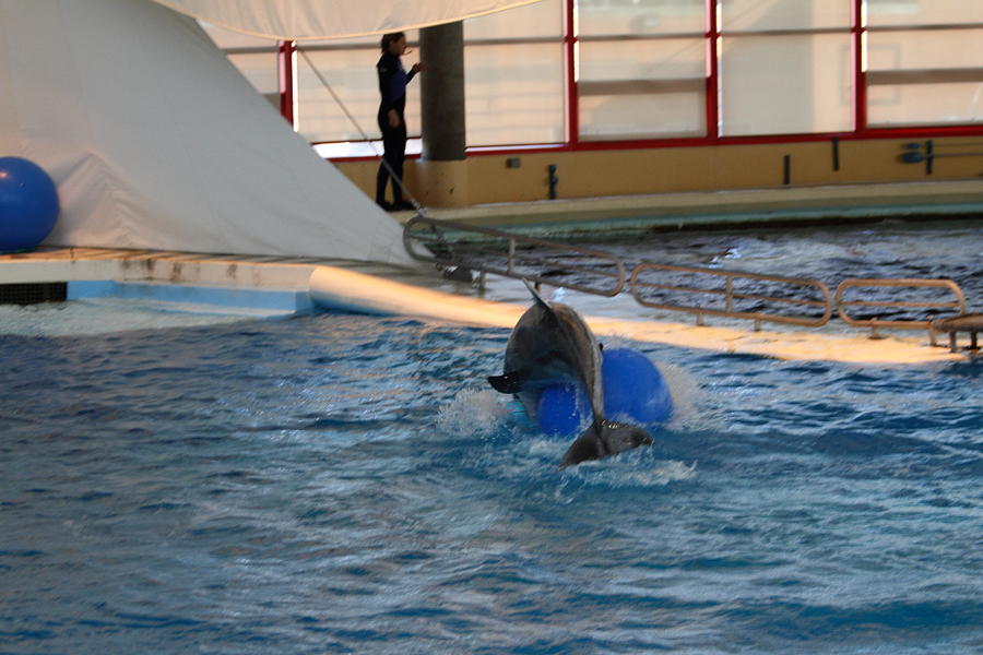 Baltimore Photograph - Dolphin Show - National Aquarium in Baltimore MD - 121243 by DC Photographer
