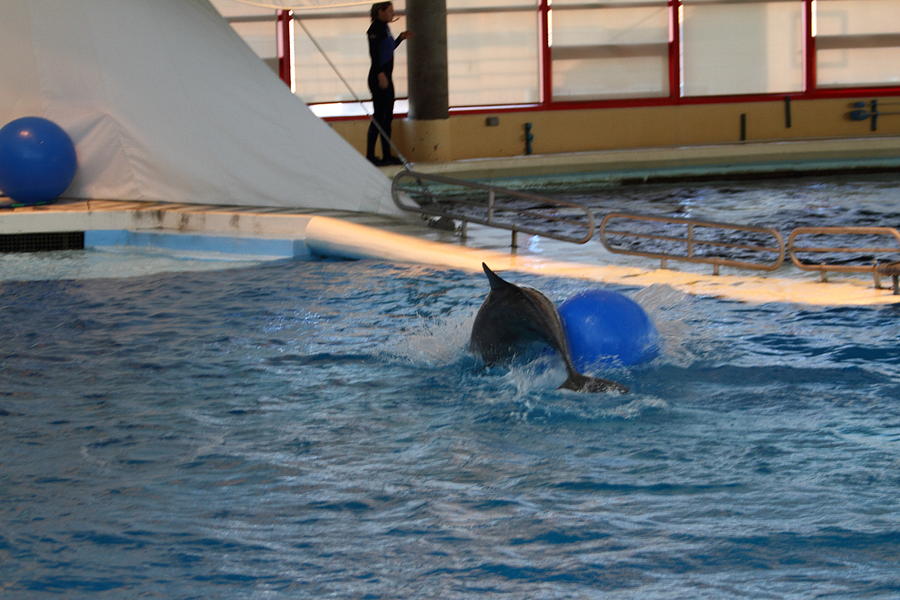 Baltimore Photograph - Dolphin Show - National Aquarium in Baltimore MD - 121244 by DC Photographer