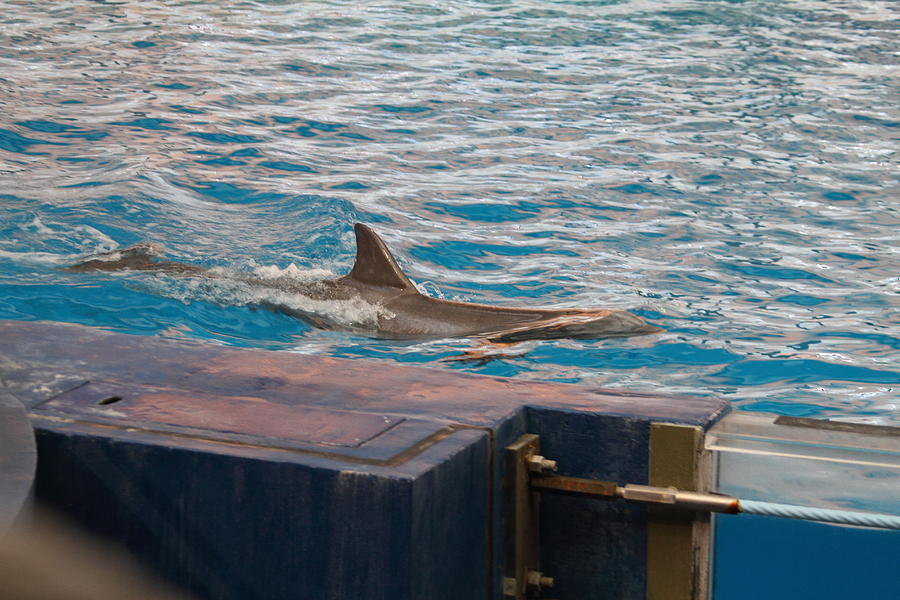 Baltimore Photograph - Dolphin Show - National Aquarium in Baltimore MD - 121245 by DC Photographer