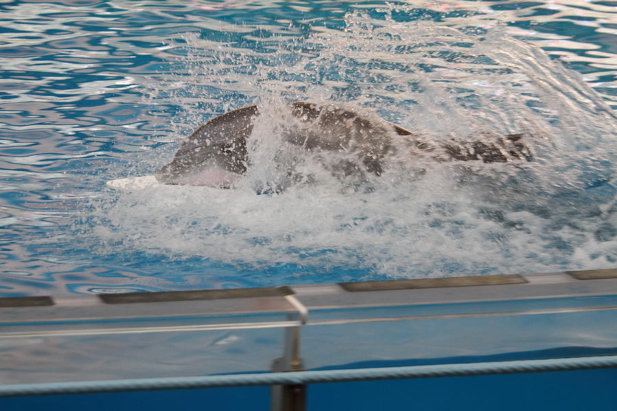 Baltimore Photograph - Dolphin Show - National Aquarium in Baltimore MD - 121249 by DC Photographer