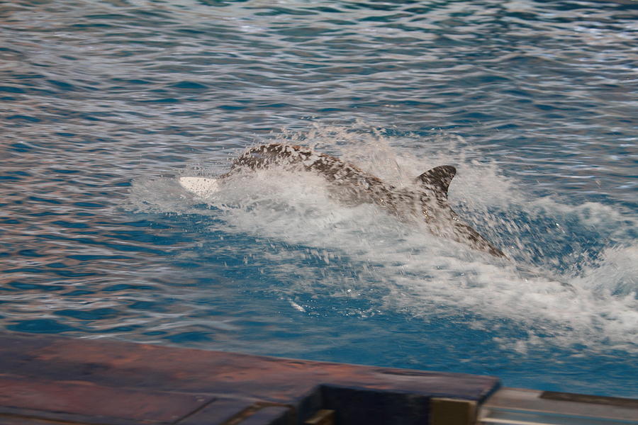 Baltimore Photograph - Dolphin Show - National Aquarium in Baltimore MD - 121251 by DC Photographer