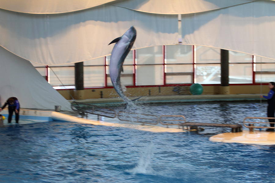Dolphin Show - National Aquarium in Baltimore MD - 121253 Photograph by DC Photographer